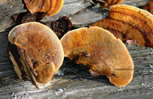 Gloeophyllum saepiarium, the underside is more gill-like than typical polypores.